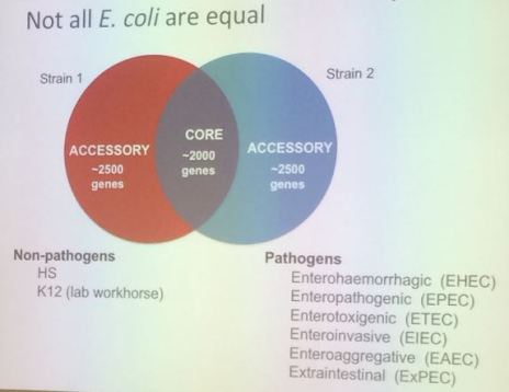 all-e-coli-not-equal